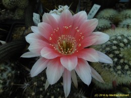 Echinopsis Hybride 008